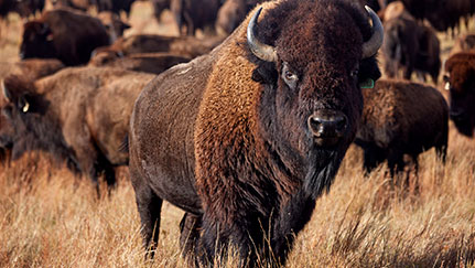Herd Bison Login
